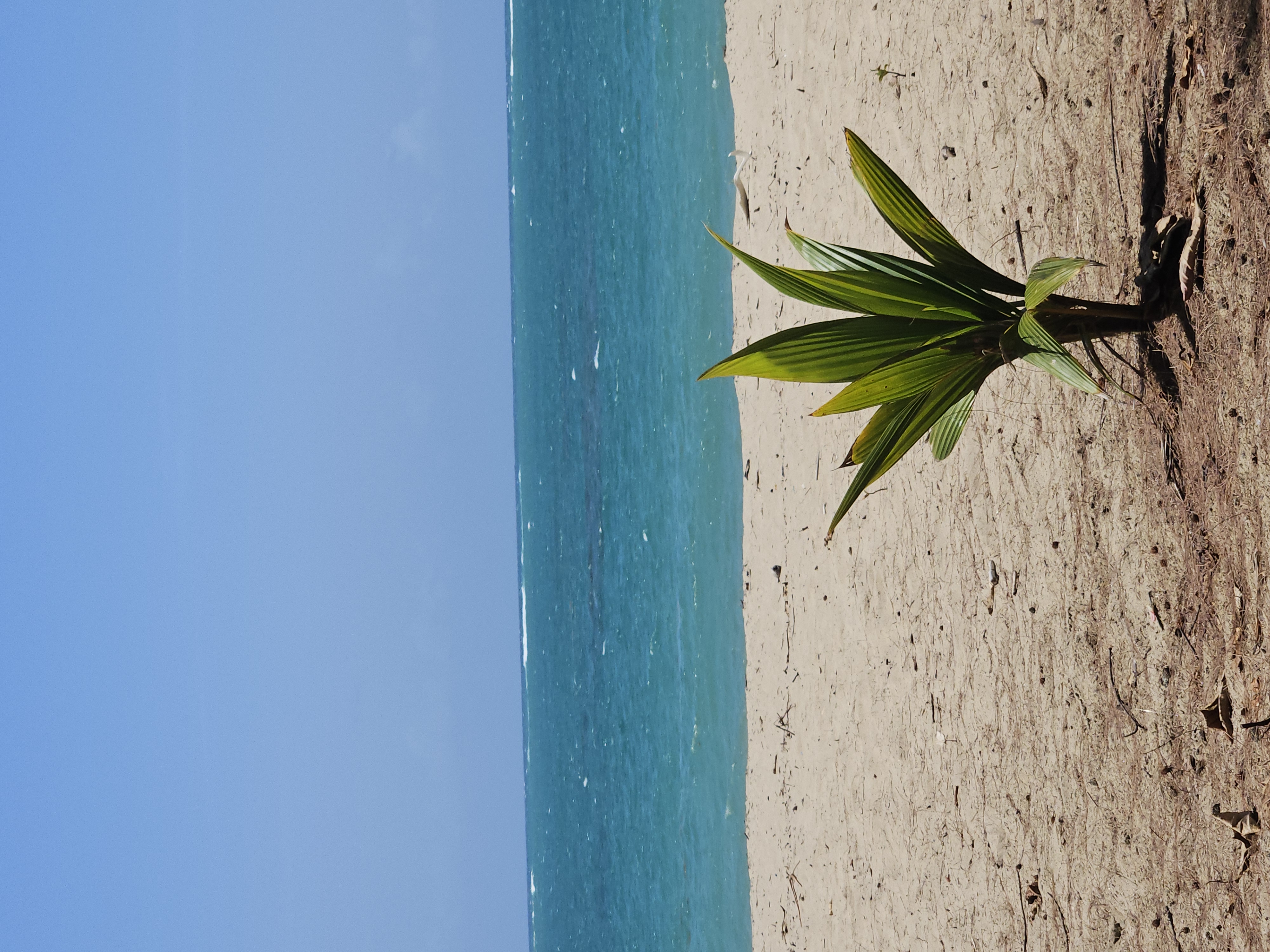 PR Palm